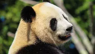 Le ZooParc de Beauval