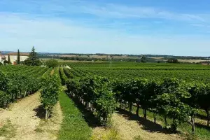 Les vignobles de l'Armagnac